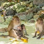 Phi phi maya & khai island one day trip by speed boat - adventure Thailand - Image 3